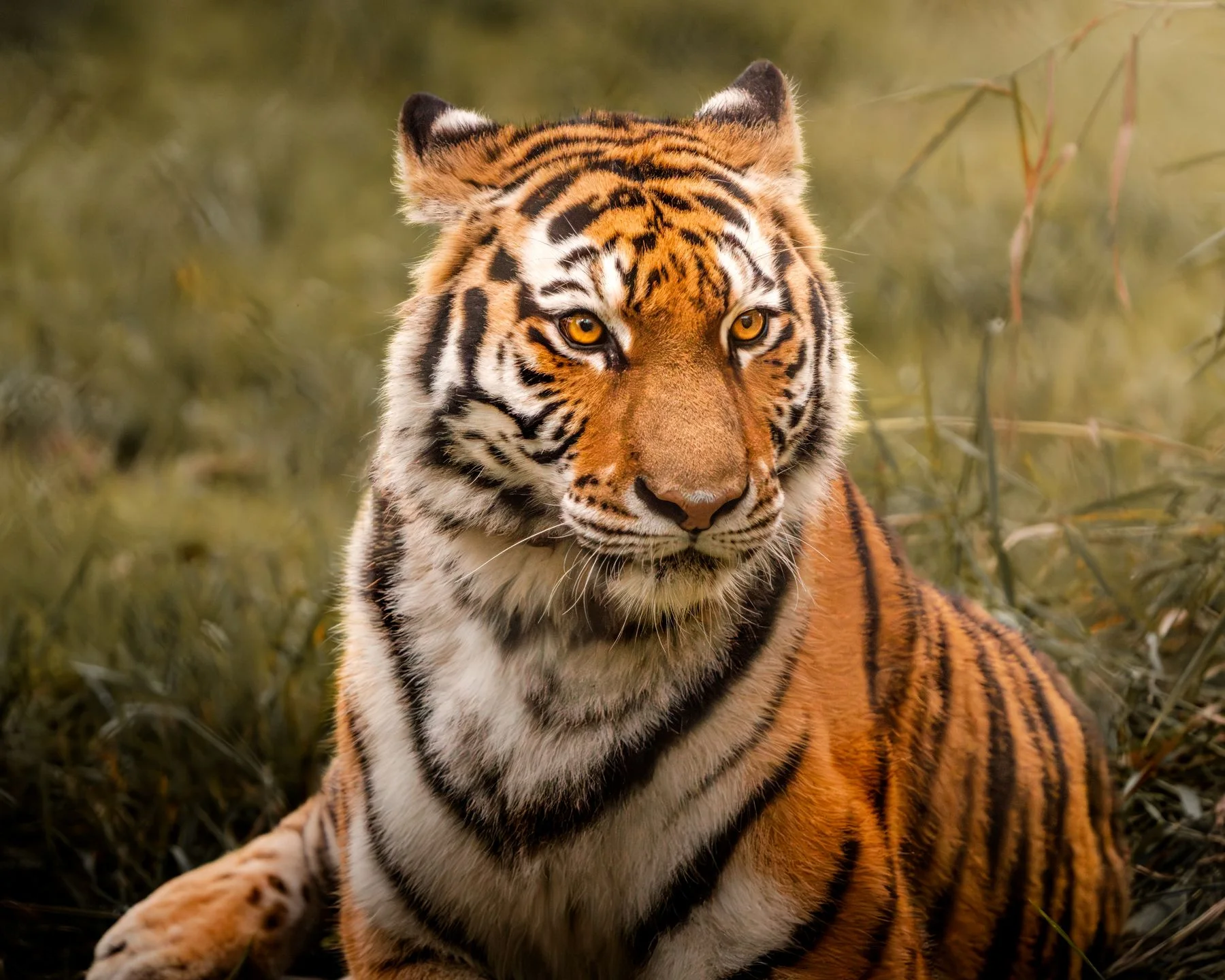 Tigre de pelagem alaranjada e listras escuras observado de perto.