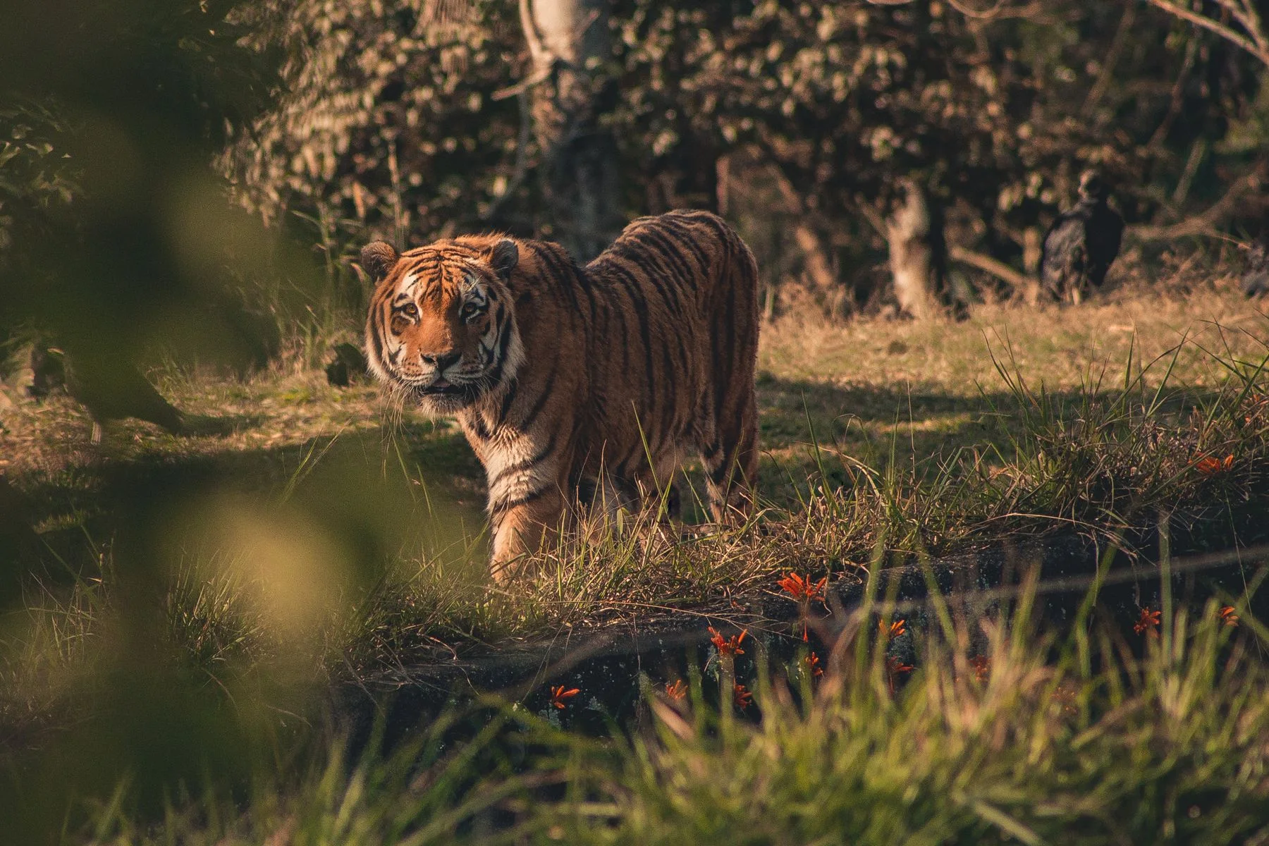 Tigre caminhando entre a vegetação e o gramado.