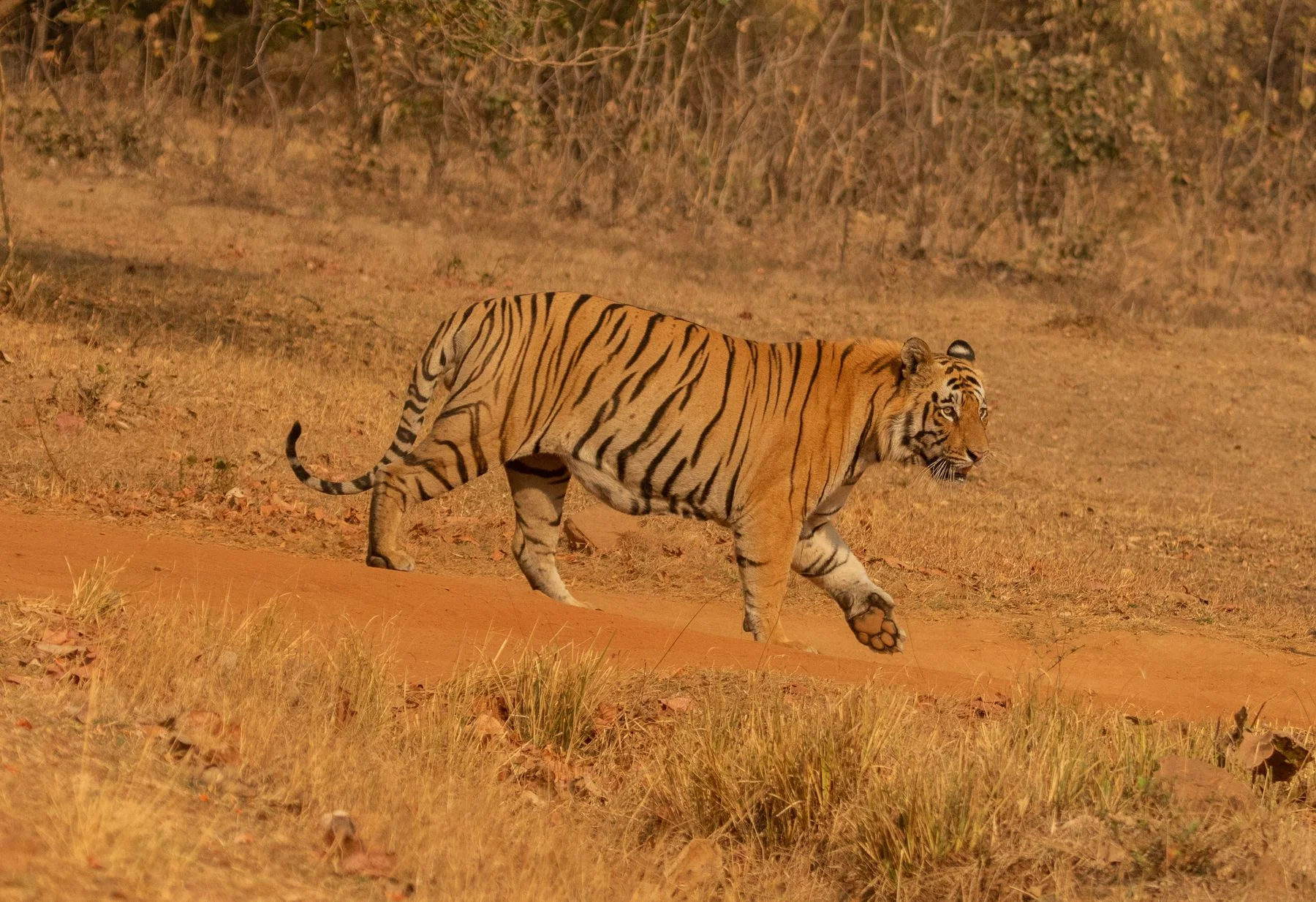 Tigre caminhando por uma trilha de terra cercada de capim seco.