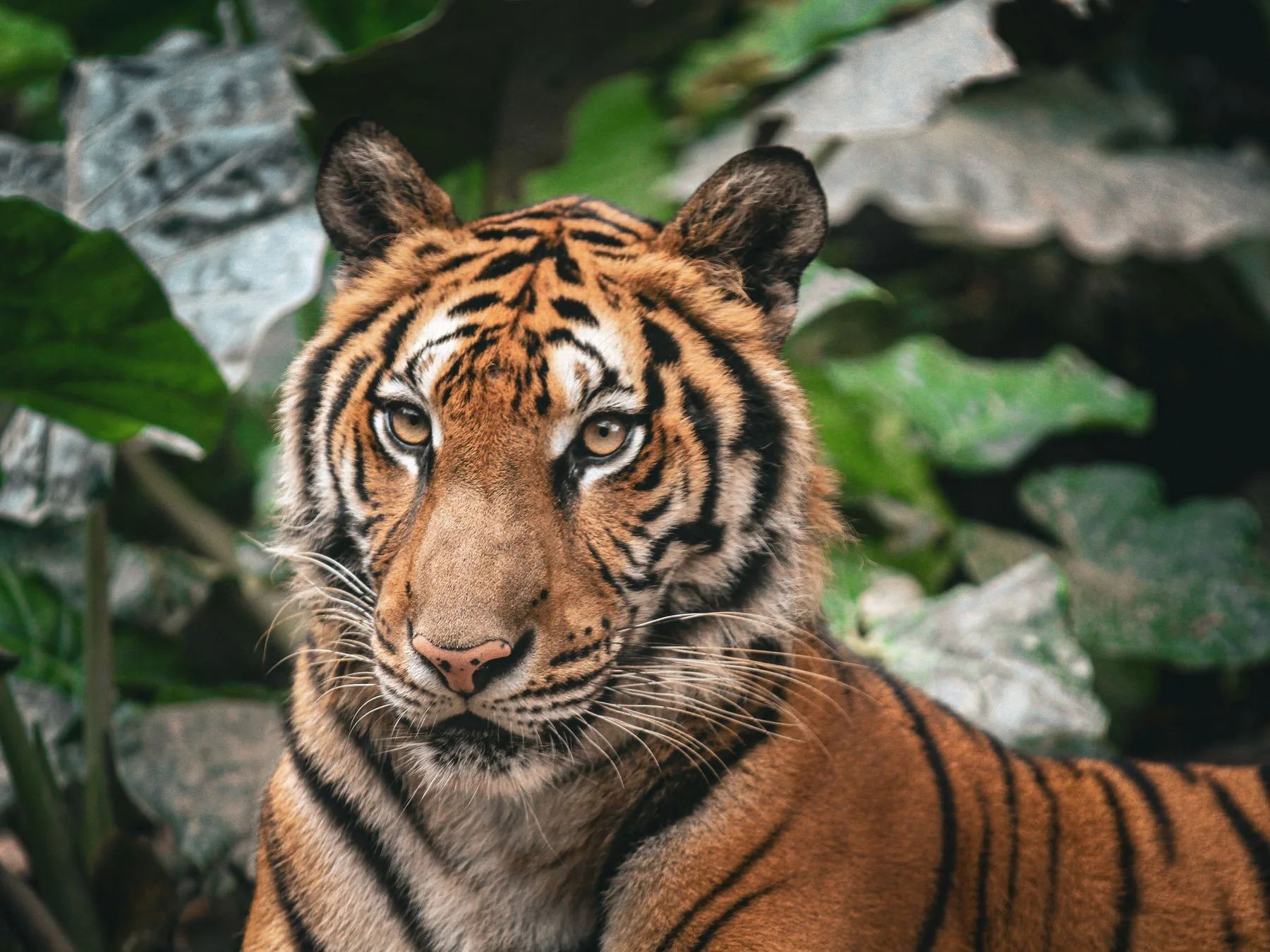 Rosto de um tigre entre folhas verdes.