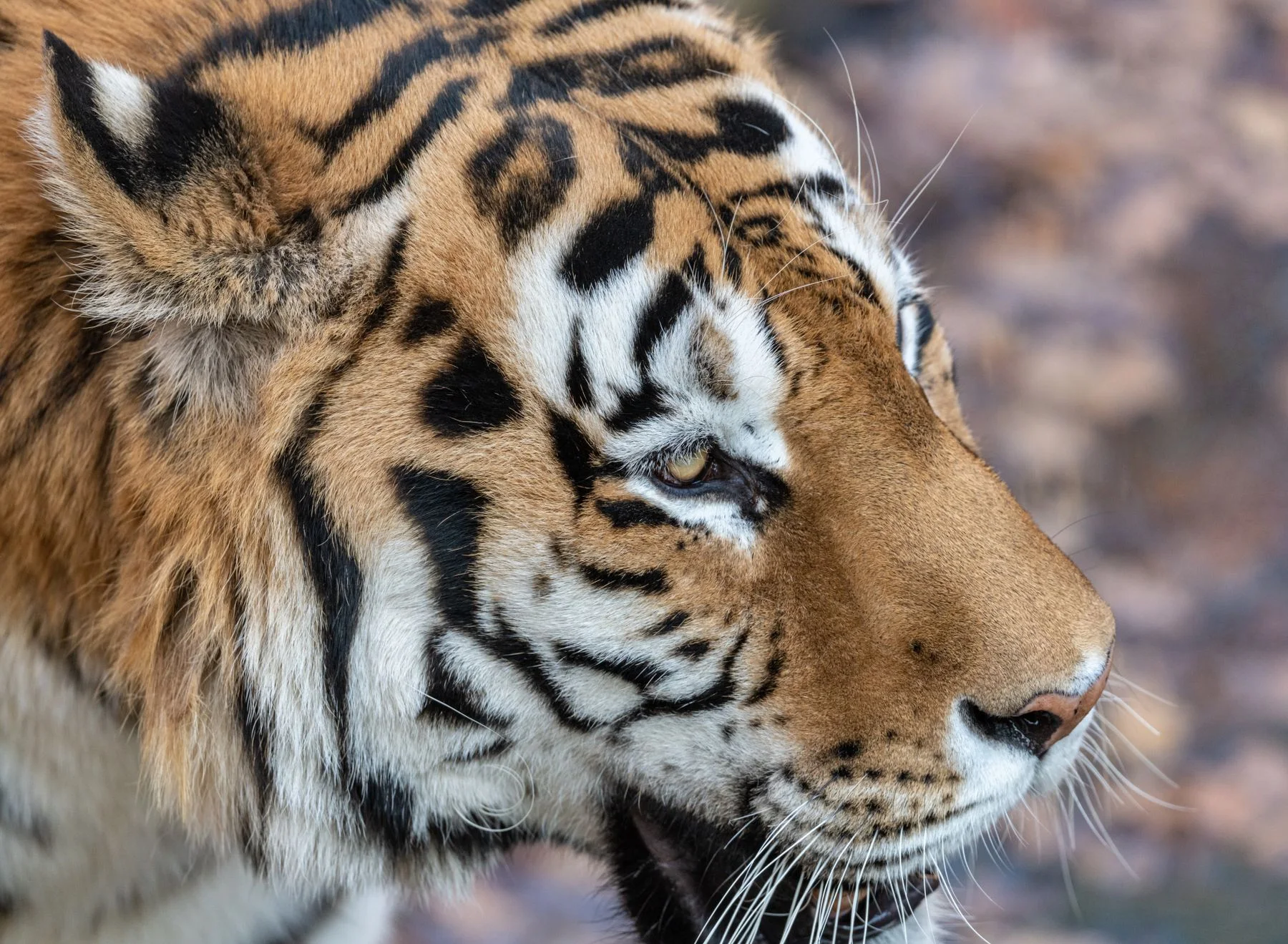 Detalhe do rosto de um tigre com olhos atentos e longos bigodes.