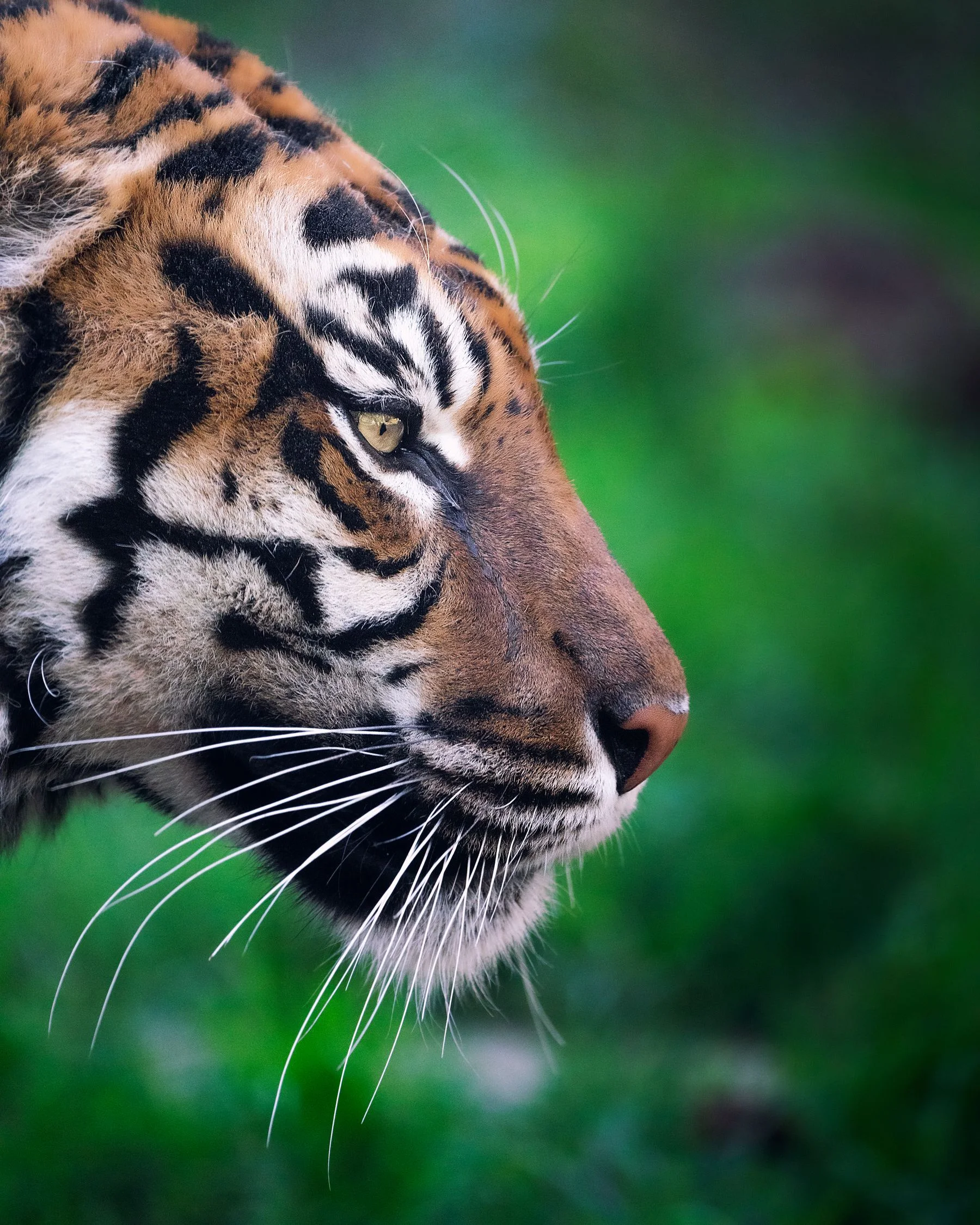 Retrato próximo de um tigre com as listras do rosto em destaque.