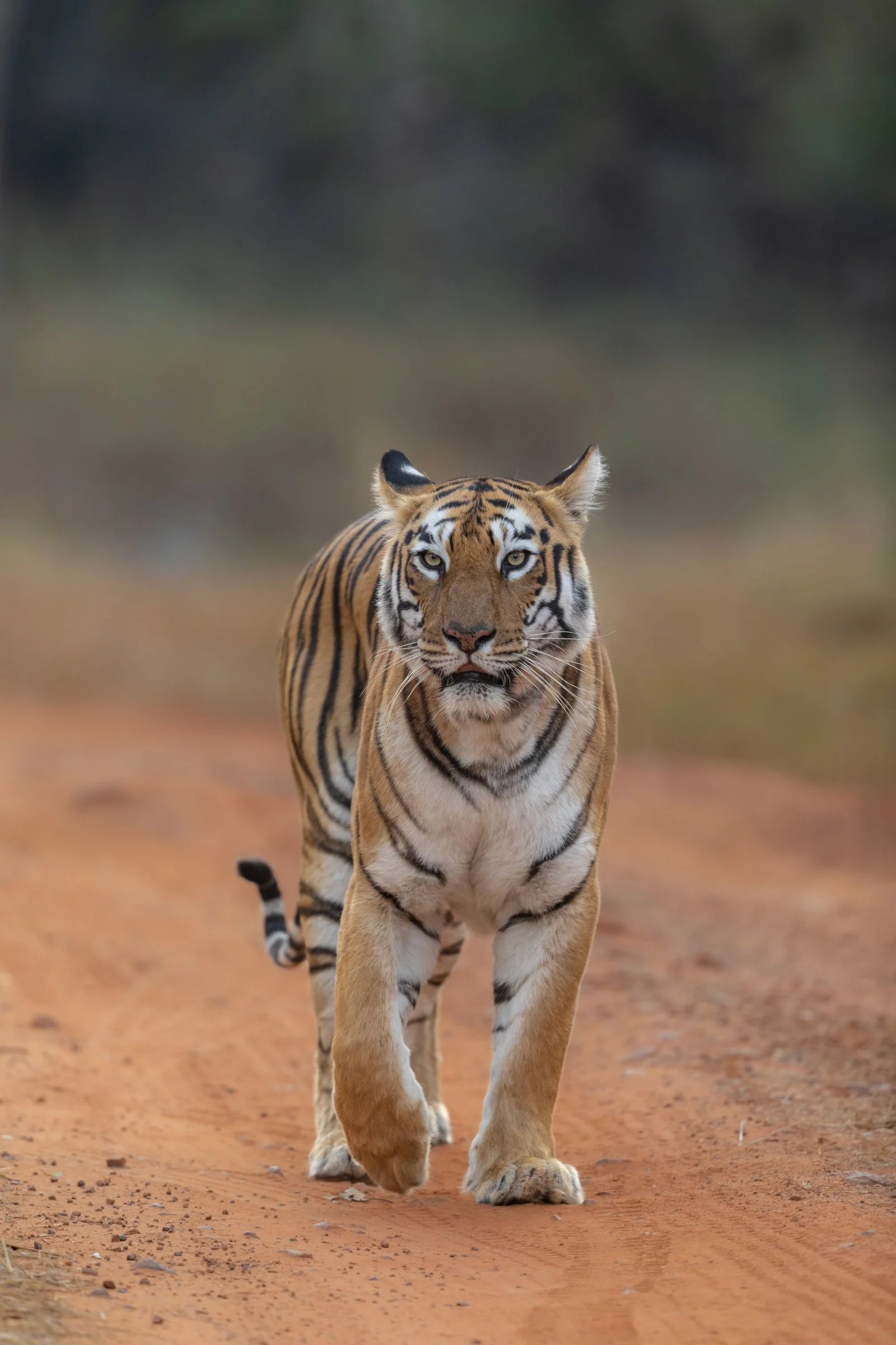 Tigre caminhando por uma trilha cercada pela vegetação da floresta.